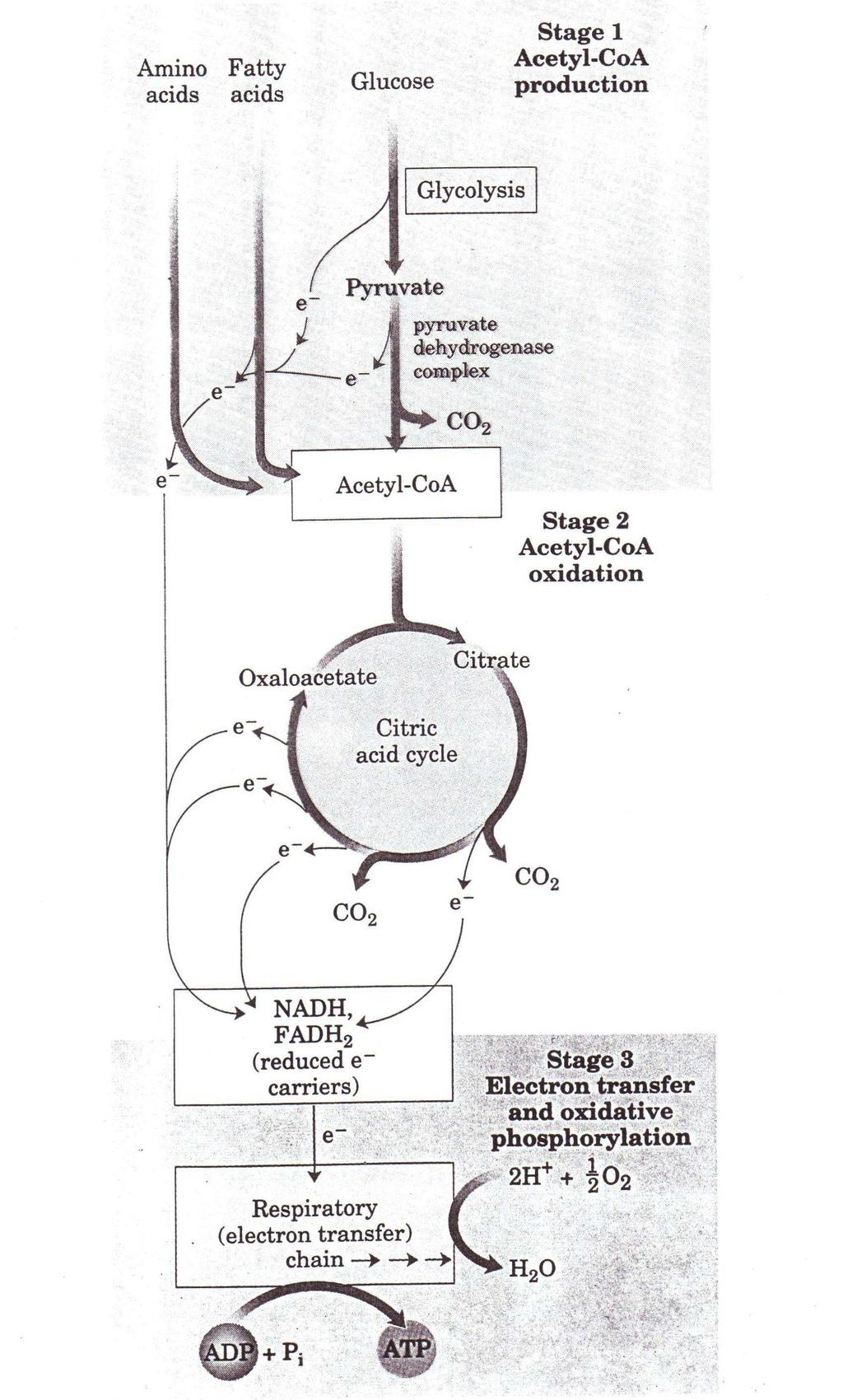 Estágios da Respiração Celular 1º estágio: As moléculas orgânicas (carboidratos, ácidos graxos, alguns aminoácidos) são oxidadas e liberam fragmentos com dois átomos de carbono - os grupos acetil -