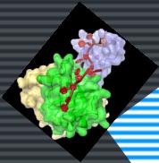 COMO FUNCIONA A RELAÇÃO SEROTONINA E ADRENALINA Gene HTTLPR Proteína captadora de serotonina sintetizada no gene HTTLPR, cromossomo 13