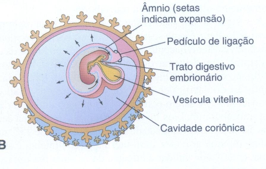 6 semanas de