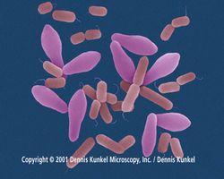 Clostridium perfringens: Características fisiológicas: Bastonetes Gram + ; Esporulado, microaerofílico, imóvel