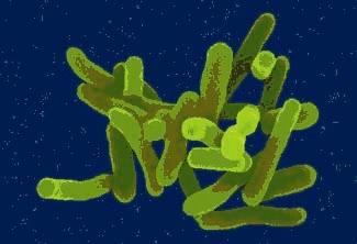 Shigella: Características fisiológicas Bacilos