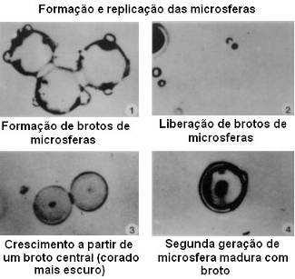 Experimento de Fox Em 1958, Sidney W.