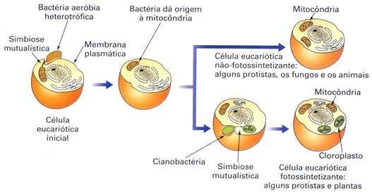 SURGIMENTO DAS CÉLULAS EUCARIÓTICAS Lynn Margulis (1966): hipótese da endossimbiose proposta para a origem de mitocôndrias e cloroplastos: mitocôndrias teriam surgido por mutualismo entre