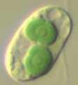 SURGIMENTO DAS CÉLULAS EUCARIÓTICAS Argumentos a favor da hipótese da endossimbiose: mitocôndrias e cloroplastos são as únicas estruturas citoplasmáticas que possuem seu próprio material genético: