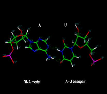 Bases teóricas: Tripla função do RNA, ATP como molécula energética, não produção de timina em condições abióticas.