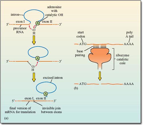 RNA autocatalítico O mundo do metabolismo Oparin década de 1920 Teoria dos coacervados Freemam Dyson e Christian De Duve - Principais defensores Aminoácidos encontram-se possivelmente entre as