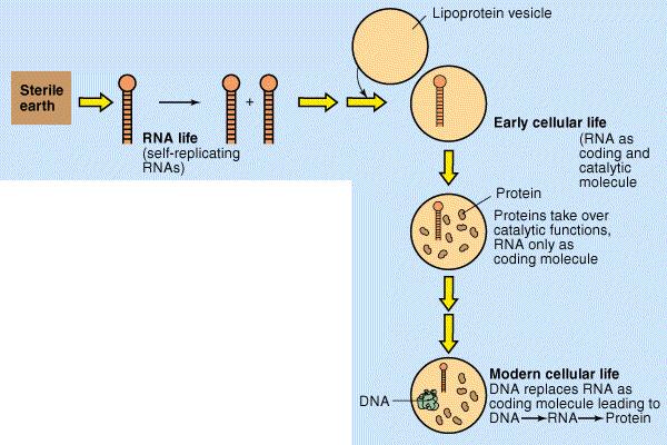 Moléculas de RNA autônomas, autorreplicantes: