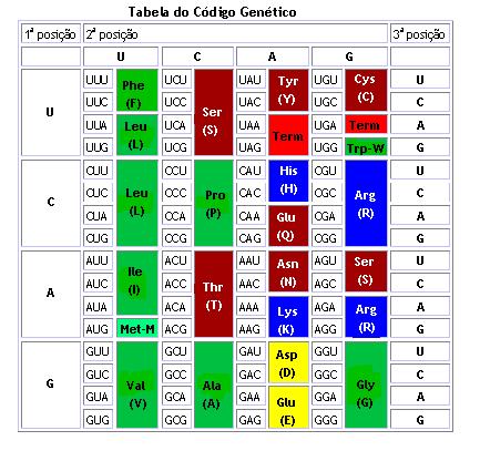 20 aminoácidos padrões Utilização de L-aminoácidos