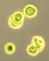 Domínios da Vida Woese e Fox em 1977 revolucionaram o pensamento cientifico ao proporem uma bipartição dos Procariotos em Archaebacteria