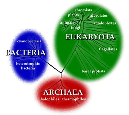 Características dos Archaea Foram inicialmente isolados em ambientes extremos (altas temperaturas, alta salinidade, etc) Lipídios do tipo isoprenóides ramificados e não ácidos graxos, estando estes