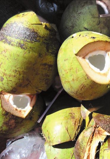 Oexpressivo crescimento do consumo de água de coco considerada um isotônico natural no país gerou um grave problema para as empresas de limpeza urbana.