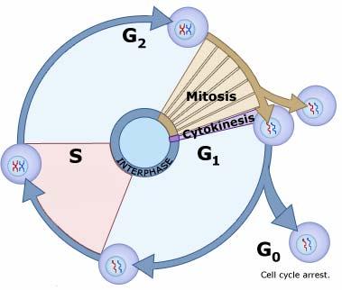 Genética Animal Divisão celular 1 DIVISÃO CELULAR A célula eucaritótica pode reproduzir-se por dois processos: mitose e meiose.