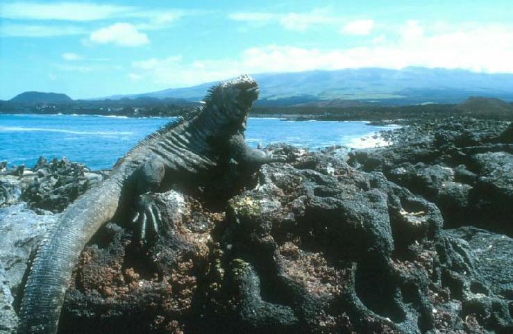 Galapagos é um arquipélago vulcânico, localizado na linha do equador, a 100 Km das costas da América do Sul.