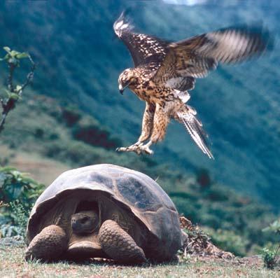 Galapagos, foram trazidos do