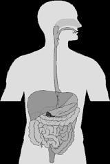 Fisiologia do Sistema Digestório Funções das Estruturas que compõem o Trato Gastrintestinal Prof. Dr. Leonardo Rigoldi Bonjardim Prof. Adjunto do Depto.