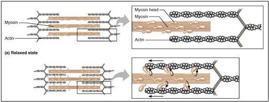 Função Neuromuscular Contração muscular até metade de seu comprimento (actina e miosina). Quanto mais alongado maior a contração.