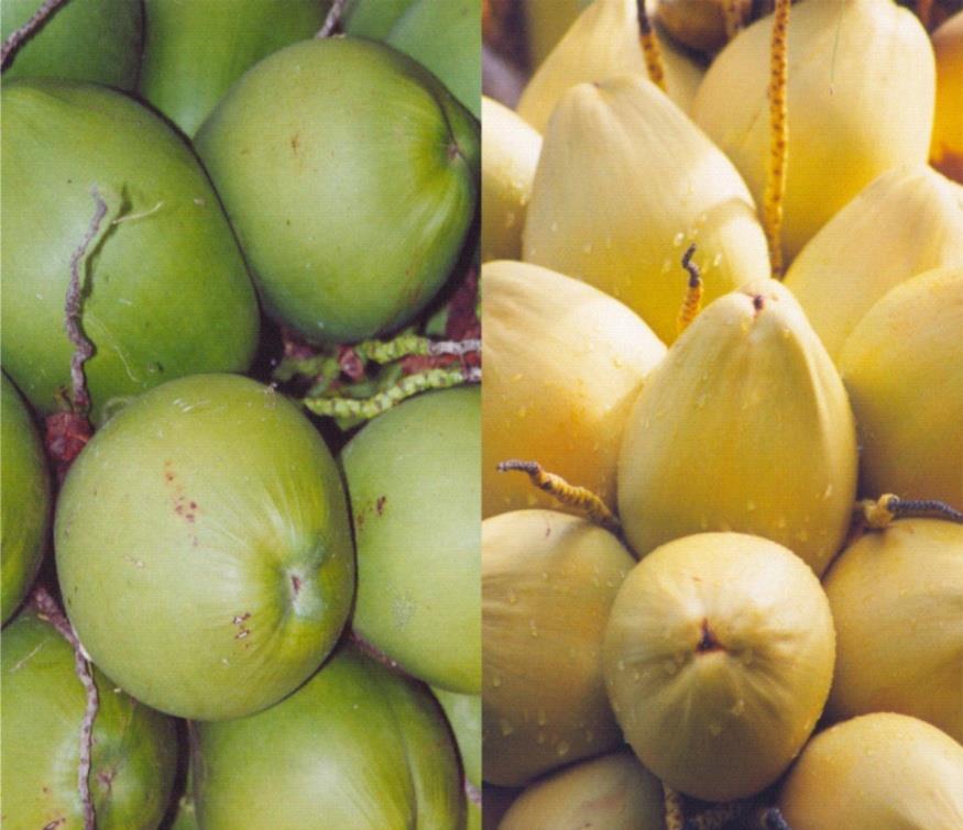 O coco é o fruto do coqueiro (Cocus nucifera L.), uma árvore originária da Ásia. No Brasil, são produzidos anualmente 1.116.969.000 frutos (Embrapa).