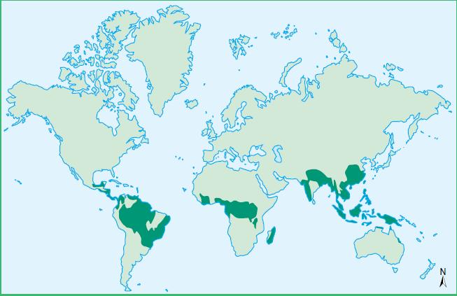 FLORESTAS TROPICAIS E EQUATORIAIS LOCALIZAÇÃO: Áreas entre os trópicos (baixas latitudes).