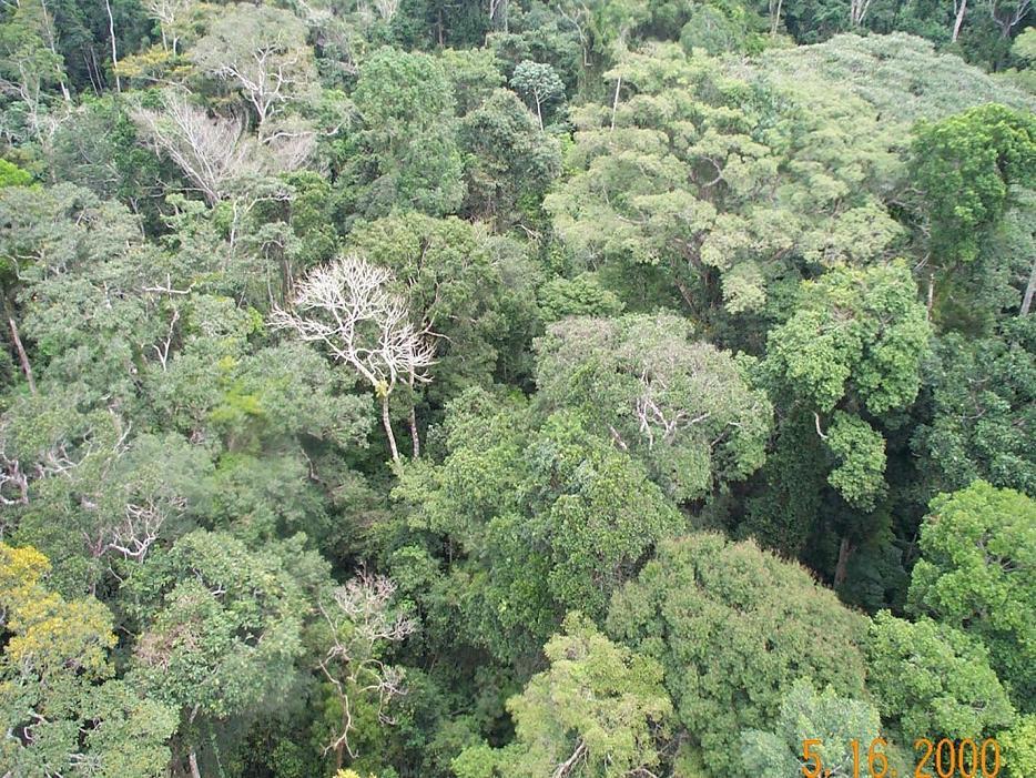 FLORESTAS TROPICAIS E EQUATORIAIS Floresta Amazônica (América