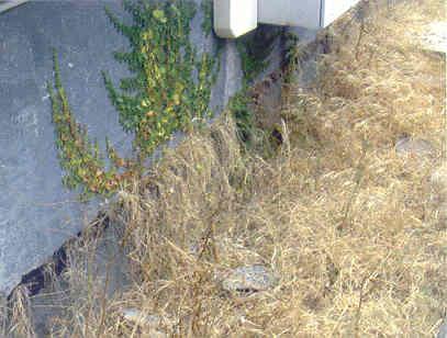 71 - Desenvolvimento de vegetação sobre cobertura em terraço e junto a platibanda (INH - LNEC, 2006) Fig. 5.