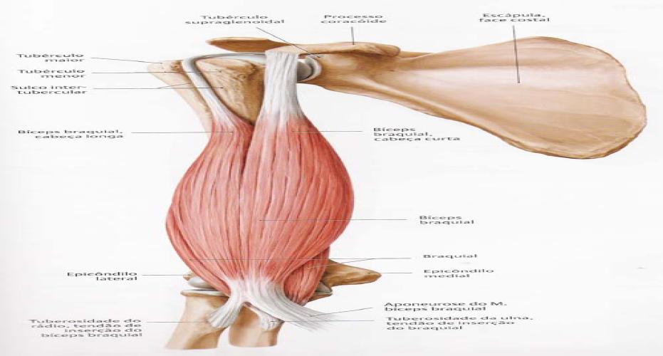 Bíceps Braquial- Cabeça Curta Origem: Cabeça Curta: apófise coracoide Cabeça