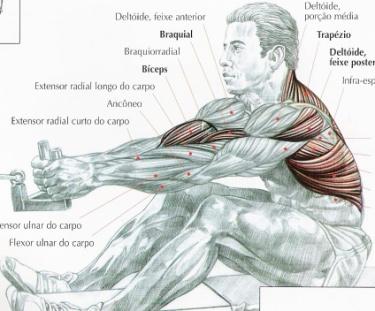 posterior do omplata 2 Puxada vertical Adução do ombro, depressão, rotação inferior e