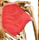 Peitoral Maior Peitoral Maior Esternal Origem: esterno e 6 1ªas costelas Inserção: sulco