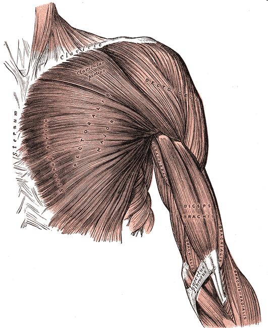 da flexão) Rotação interna Flexão horizontal Peitoral Maior Clavicular Origem : clavícula Inserção: