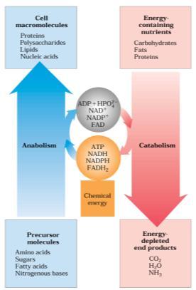 Metabólicas kegg pathway