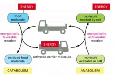 Moléculas carreadoras ativadas Nucleotídeos Carregam energia Química na Célula