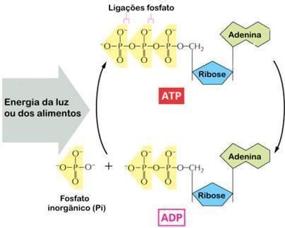 energética das células ATP -> ADP + Pi l ibera entre 11 e 13 kj/ mol de energia