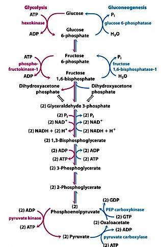 Regulação da Glicólise/Gliconeogênese 7 reações