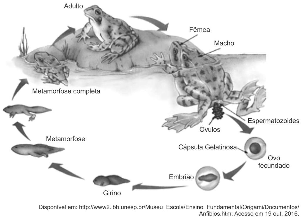 2. A figura a seguir representa a metamorfose de um anfíbio, grupo de animais que apresenta duas fases de vida.