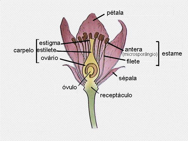 Figura 7: Representação esquemática de uma flor. Os carpelos, que são coletivamente chamados de gineceu, são megasporófilos que se acham dobrados pelo comprimento, incluindo um ou mais óvulos (fig.