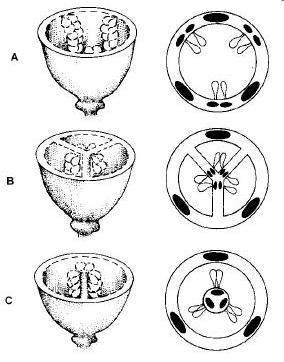 Figura 9: Três tipos de placentação. A) parietal; B) axial (ovário plurilocular); C) central livre. (Segundo Raven, 78).
