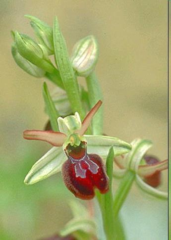 quais as flores são freqüentemente a única fonte de alimento, foi uma consequência direta da evolução das angiospermas.