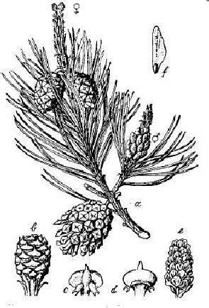 Figura 1 (ao lado) Pinus silvestris. a) ramo com estróbilos;b)estróbilo feminino; c e d) escamas seminíferas; e) estróbilo masculino; f)semente alada. (fonte: Strasburger, 1970).