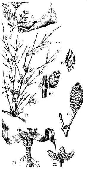 Figura 4. A) Gnetum, ramo florífero. B) Ephedra 1. ramo florífero; 2. espiga com flores masculinas; 3. espiga com flores femininas. C) Welwitschia. 1. aspecto geral da planta masculina; 2.