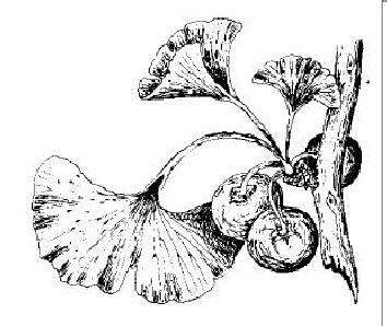 Figura 5: Ginkgo. Aspecto geral do ramo com sementes. (Adaptado a partir de Joly,91). 2. ANGIOSPEMAS DIVISÃO MAGNOLIOPHYTA (250.