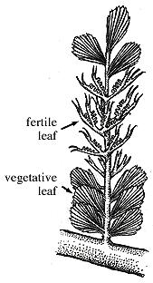 Archaeopteridales Lâmina