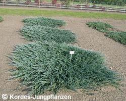 Juniperus