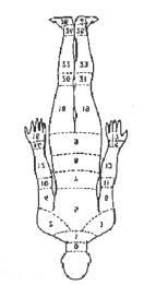 46 Fonte: Corlett, 1995 Figura 22: Mapa do corpo dividido em vinte e oito partes para coleta da localização do desconforto Fonte: Straker, 1999 Figura 23: Mapa do corpo para coleta da localização do