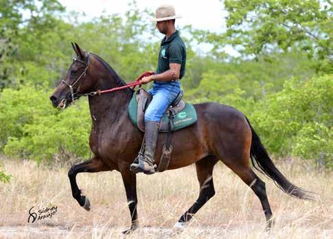 04A EMBRIÃO 04B EMBRIÃO Vendedor: HARAS CARAÍBAS