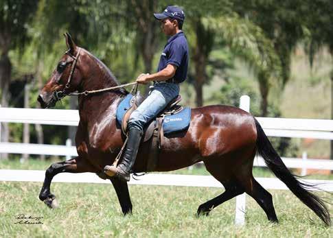 07A EMBRIÃO 07B EMBRIÃO Vendedor: HARAS