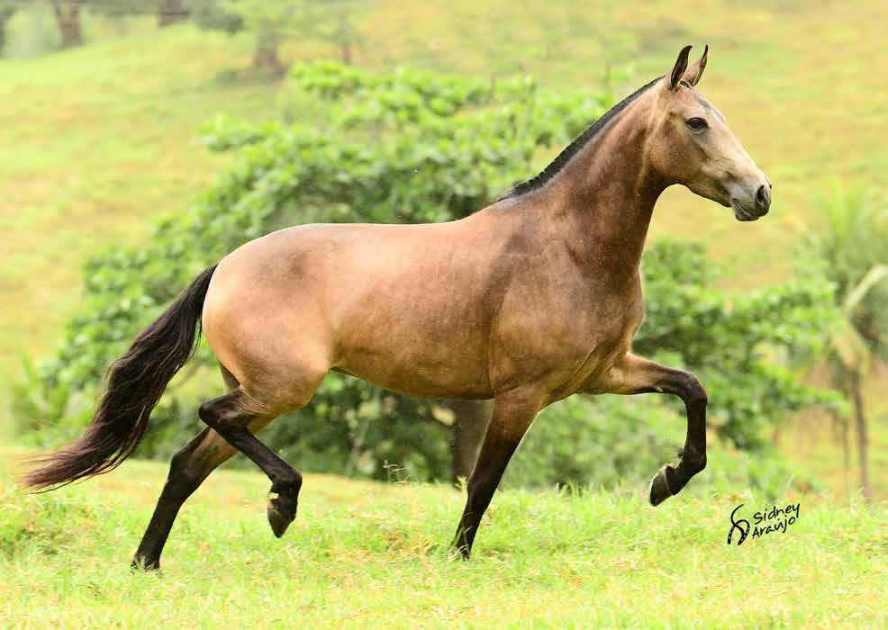 Vendedor: HARAS TANDY MÃE DE SANTO