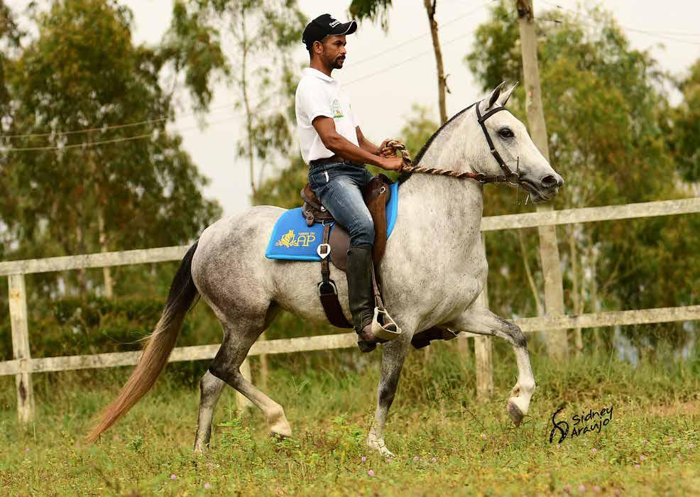 Vendedor: HARAS DO AP OPOSIÇÃO DO AP