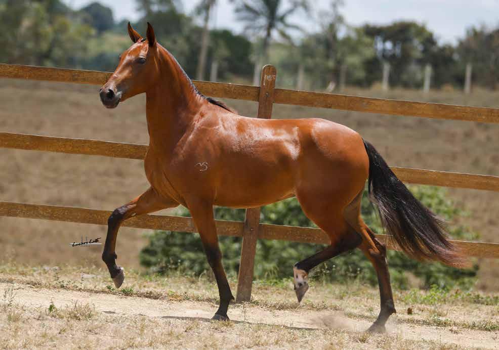 Vendedor: HARAS PARAISO TINTURA DO