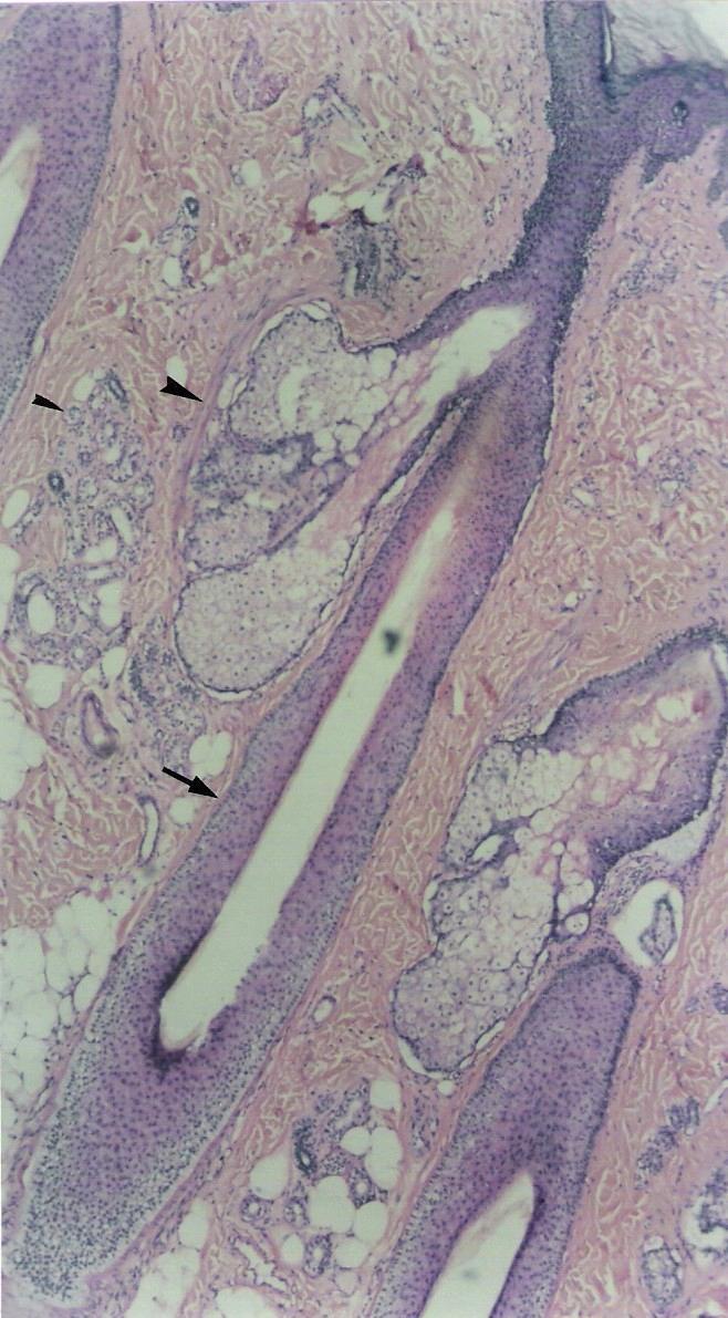 TATIANA MONTANARI Figura 2.18 - A glândula submandibular apresenta células mucosas e serosas.