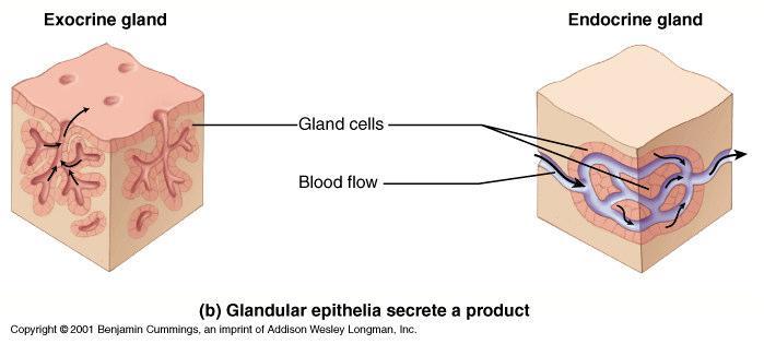 Glândula exócrina