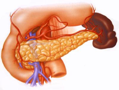 suco pancreático Glândulas endócrinas (ilhotas de